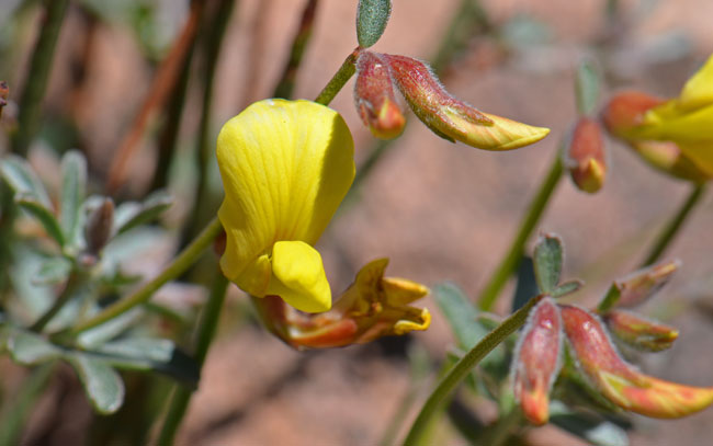 Lotus rigidus, Shrubby Deervetch, Southwest Desert Flora